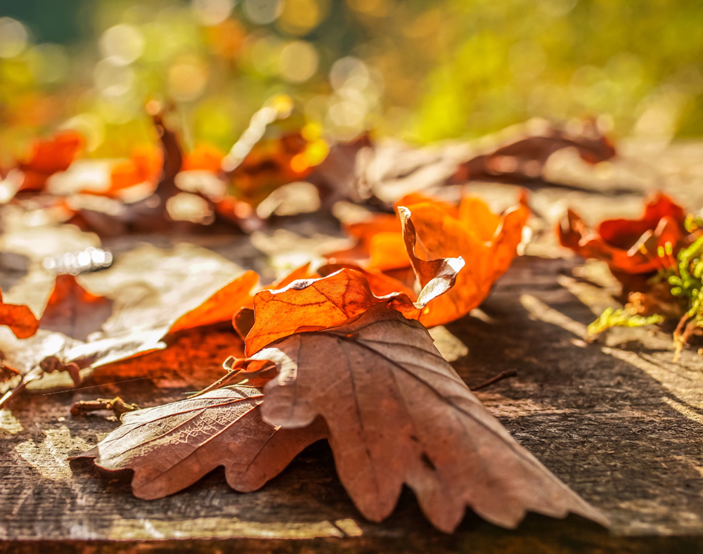 Book an Autumn stay at Osea Meadows
